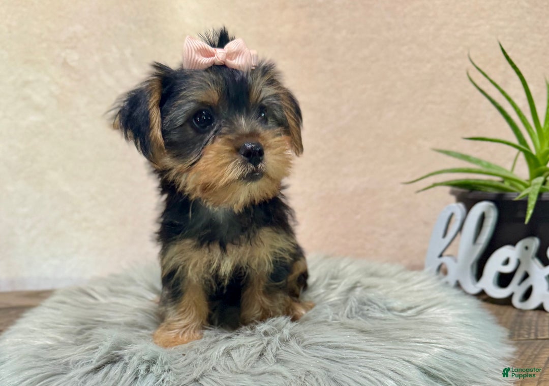 Yorkshire Terrier dogs for sale: Hallie - Ad 26