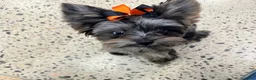 Yorkshire Terrier dogs for sale: Yorkshire Terrier 1 - Ad 3