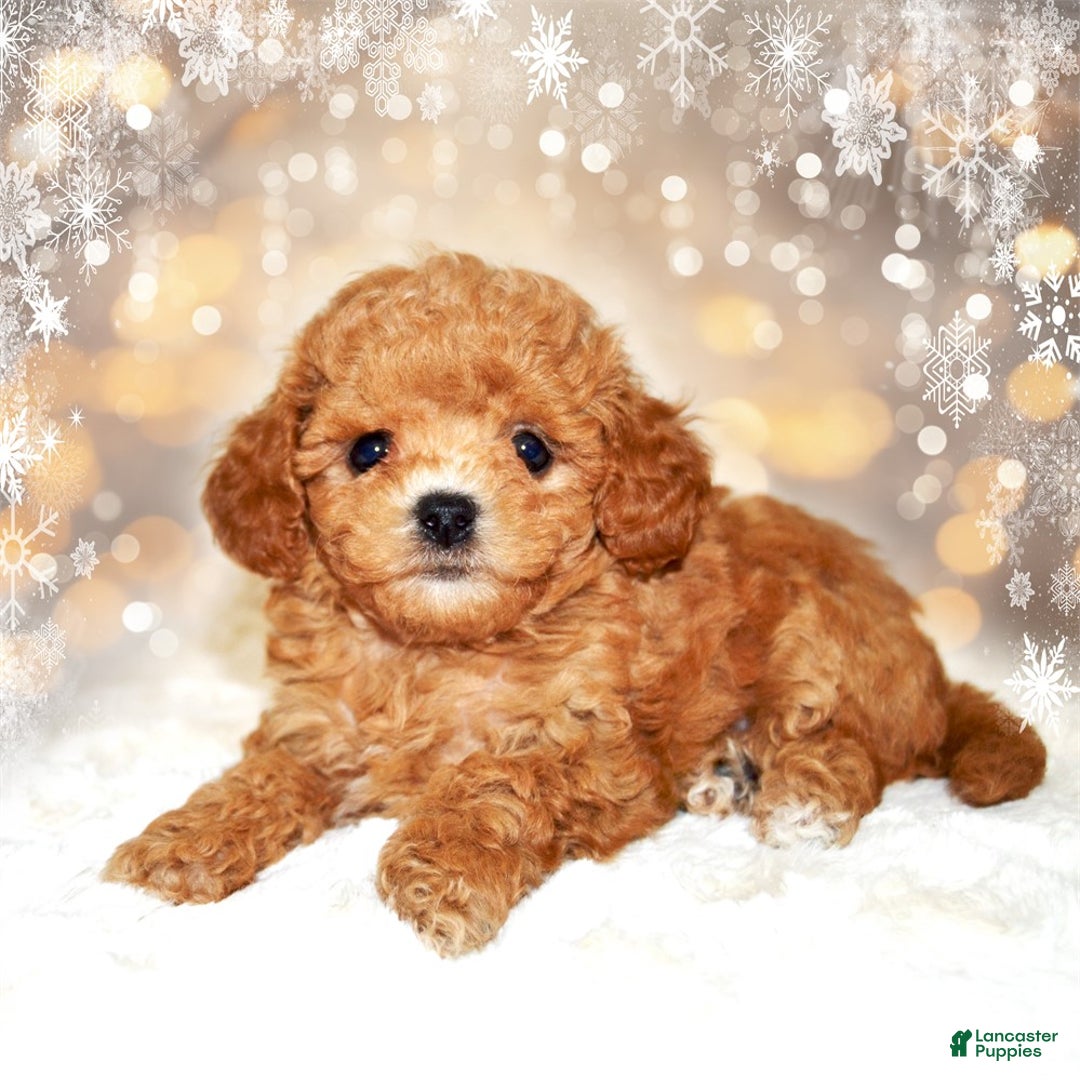 Bichpoo dogs for sale: Bichpoo Puppy 1 - Ad 2