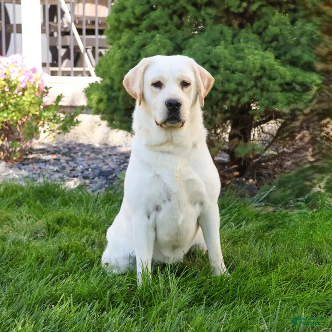Labrador Retriever dogs for sale: Eloise - Ad 7