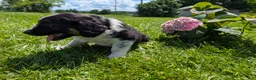 Mixed Breed dogs for sale: Daisy - Ad 3