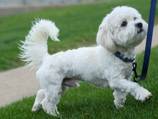 Bichon Frise dogs BRANTLEY - Ad 3