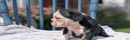 English Bulldog dogs for sale: Zoey - Ad 10