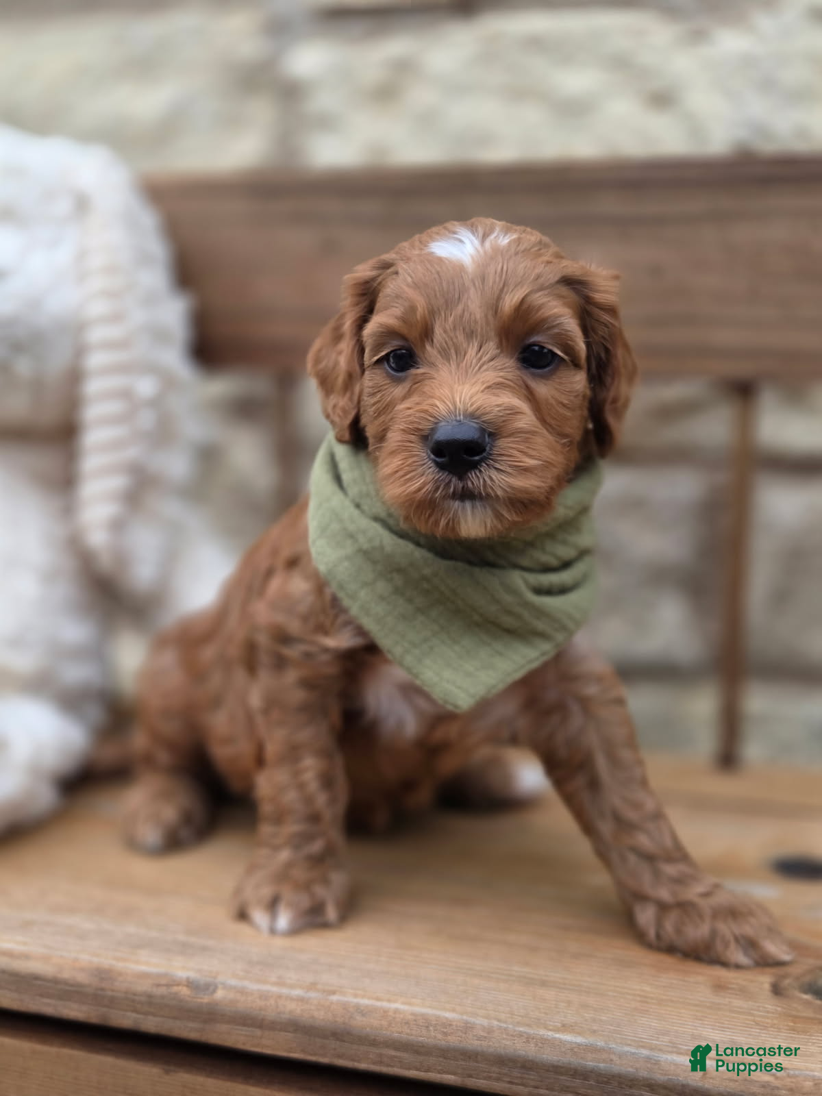 Goldendoodle dogs Ruby - Ad 1