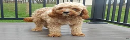 Cavapoo dogs for sale: Shawn - Ad 8