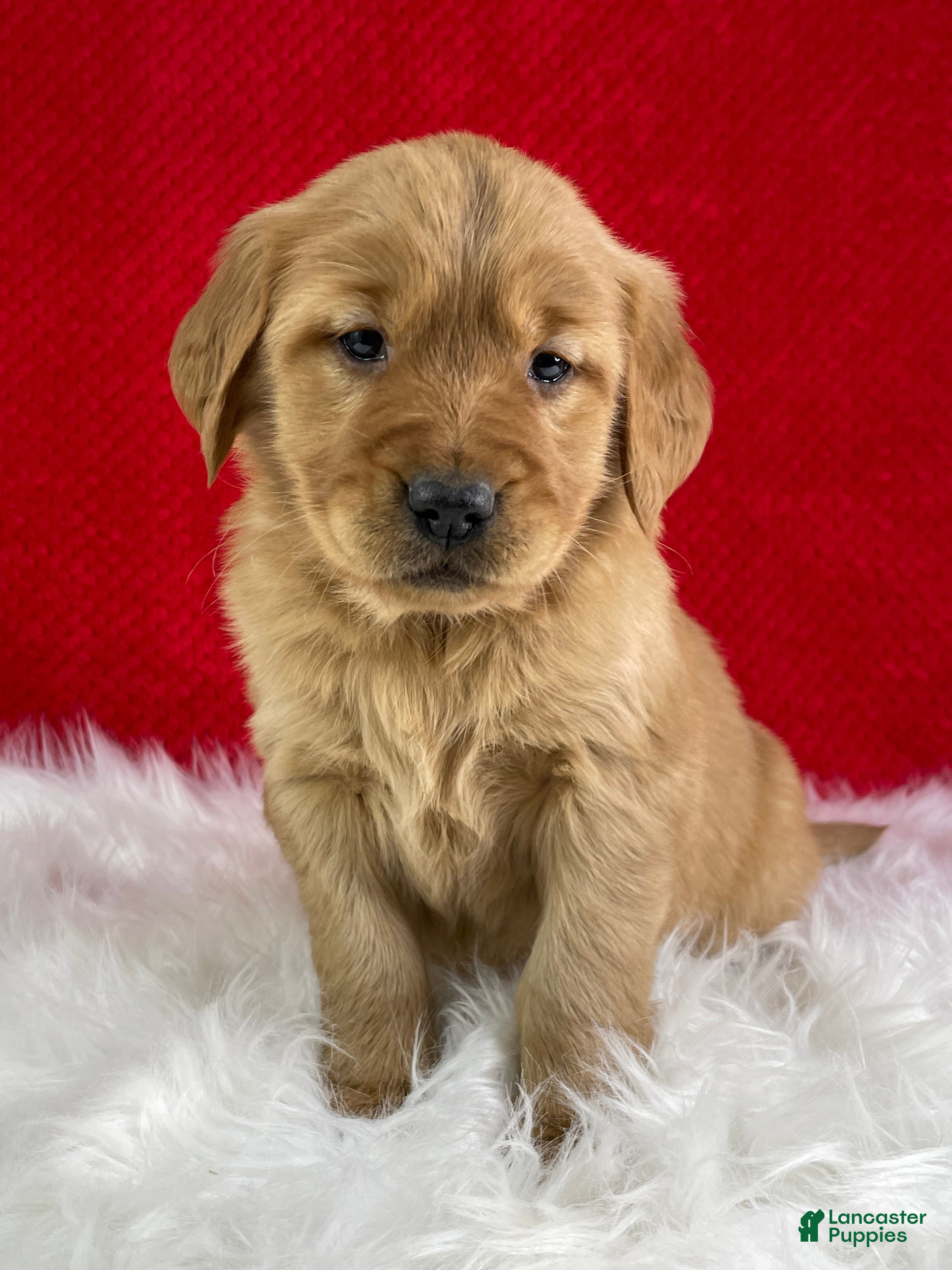 Golden Retriever dogs Stella  - Ad 5
