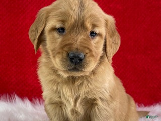 Golden Retriever dogs Stella - Ad 3