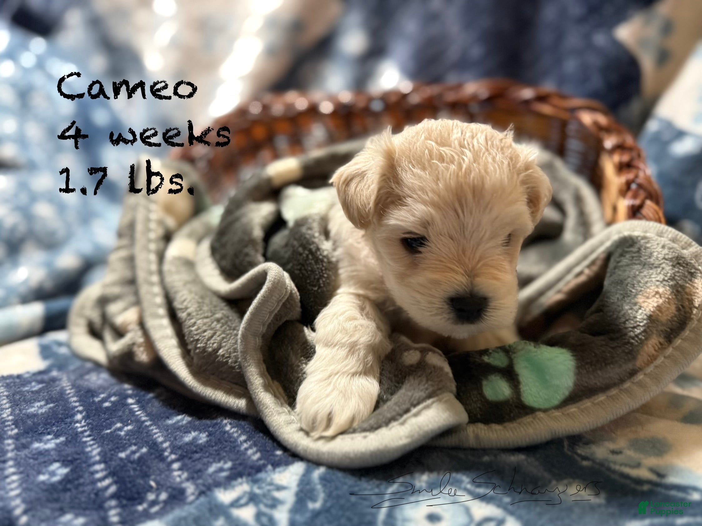 Miniature Schnauzer dogs Cameo - Ad 28