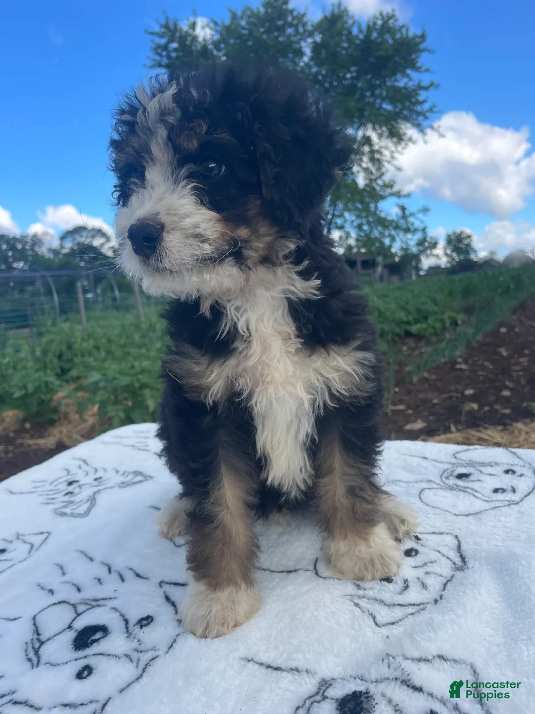Mini Bernedoodle dogs for sale: Midnight - Ad 2