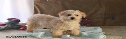 Bichpoo dogs for sale: Buster Brown - Ad 4