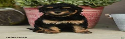 Havapoo dogs for sale: Simon - Ad 1