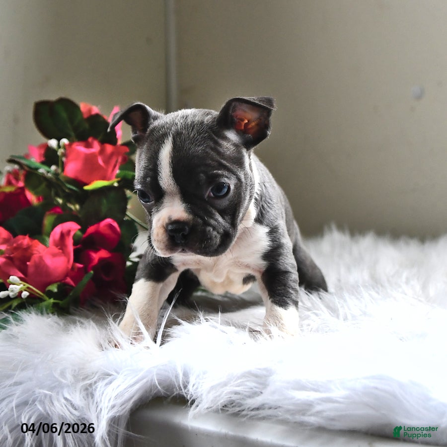 Boston Terrier dogs Missy - Ad 2