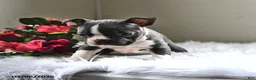 Boston Terrier dogs for sale: Missy - Ad 2