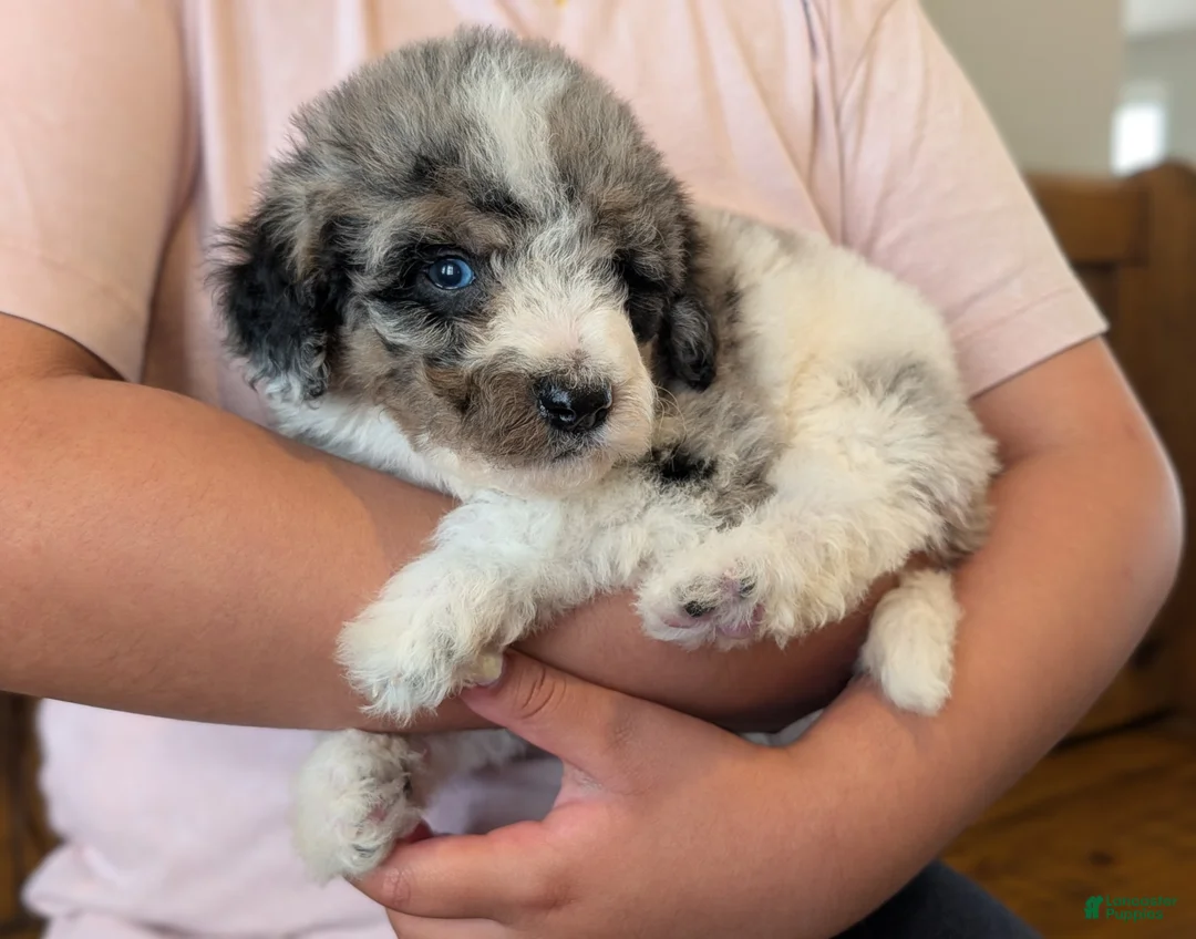 Mixed Breed dogs for sale: Cypress  - Ad 1