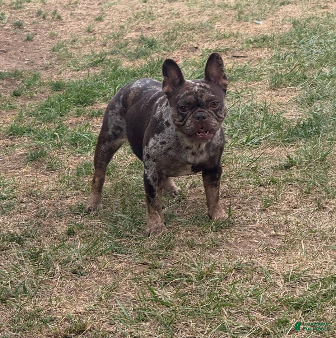 French Bulldog dogs for sale: French Bulldog Puppy 3 - Ad 5