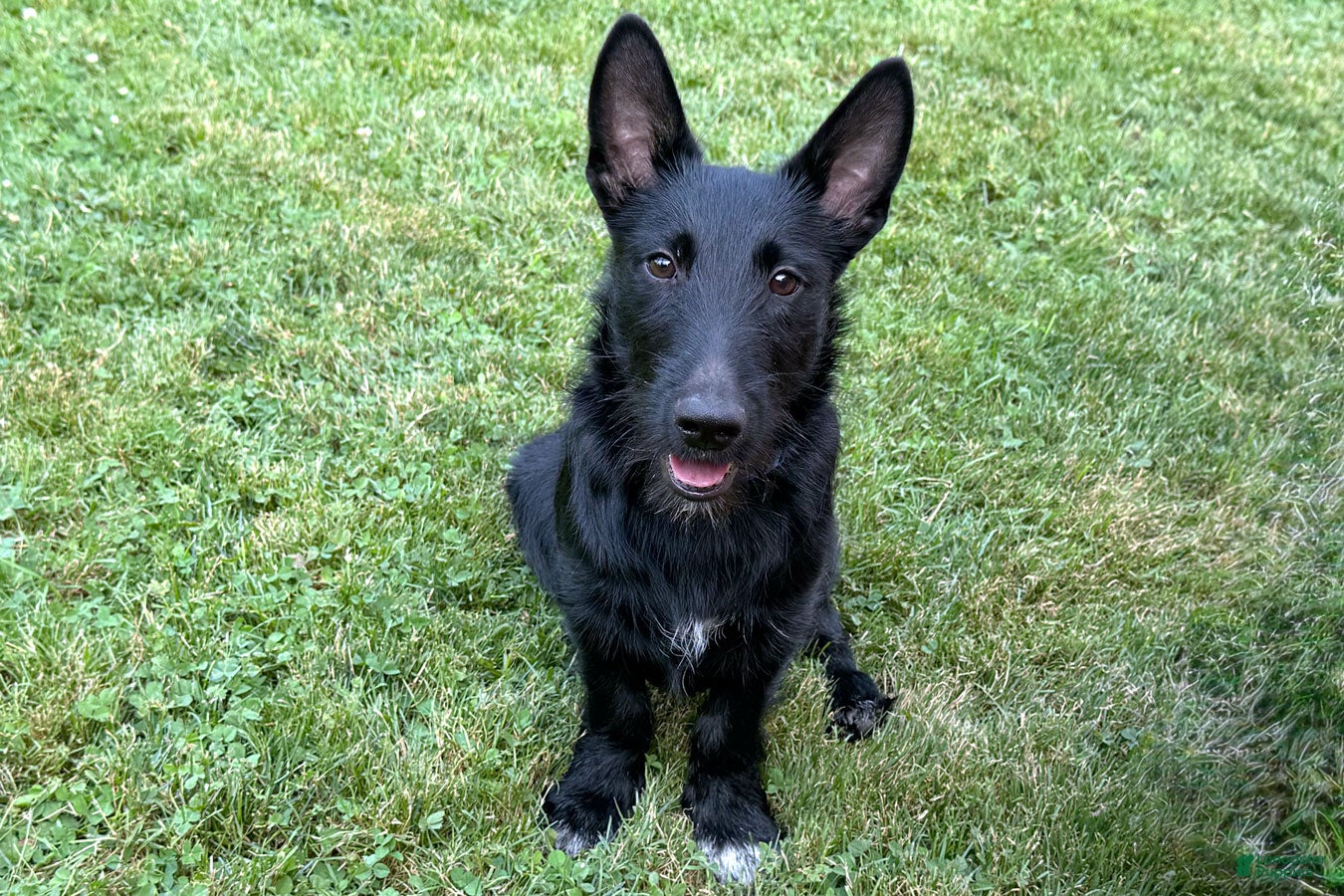 Mixed Breed dogs Barney - Ad 2