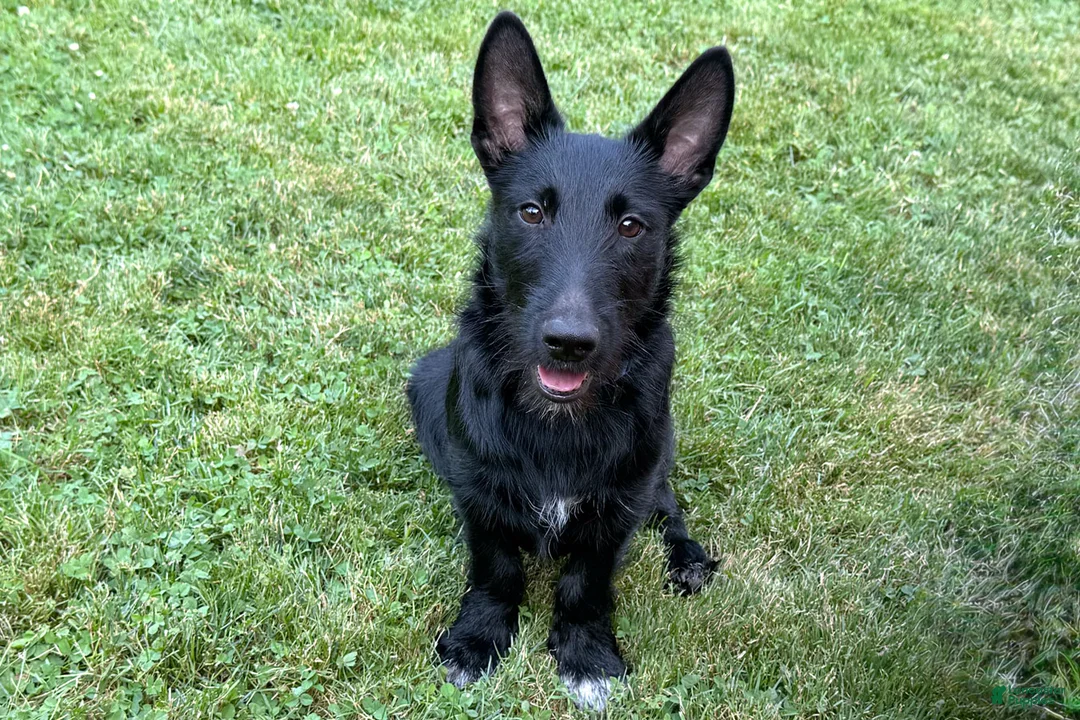 Mixed Breed dogs for sale: Barney - Ad 2