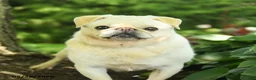 Pug dogs for sale: Sheeba - Ad 3