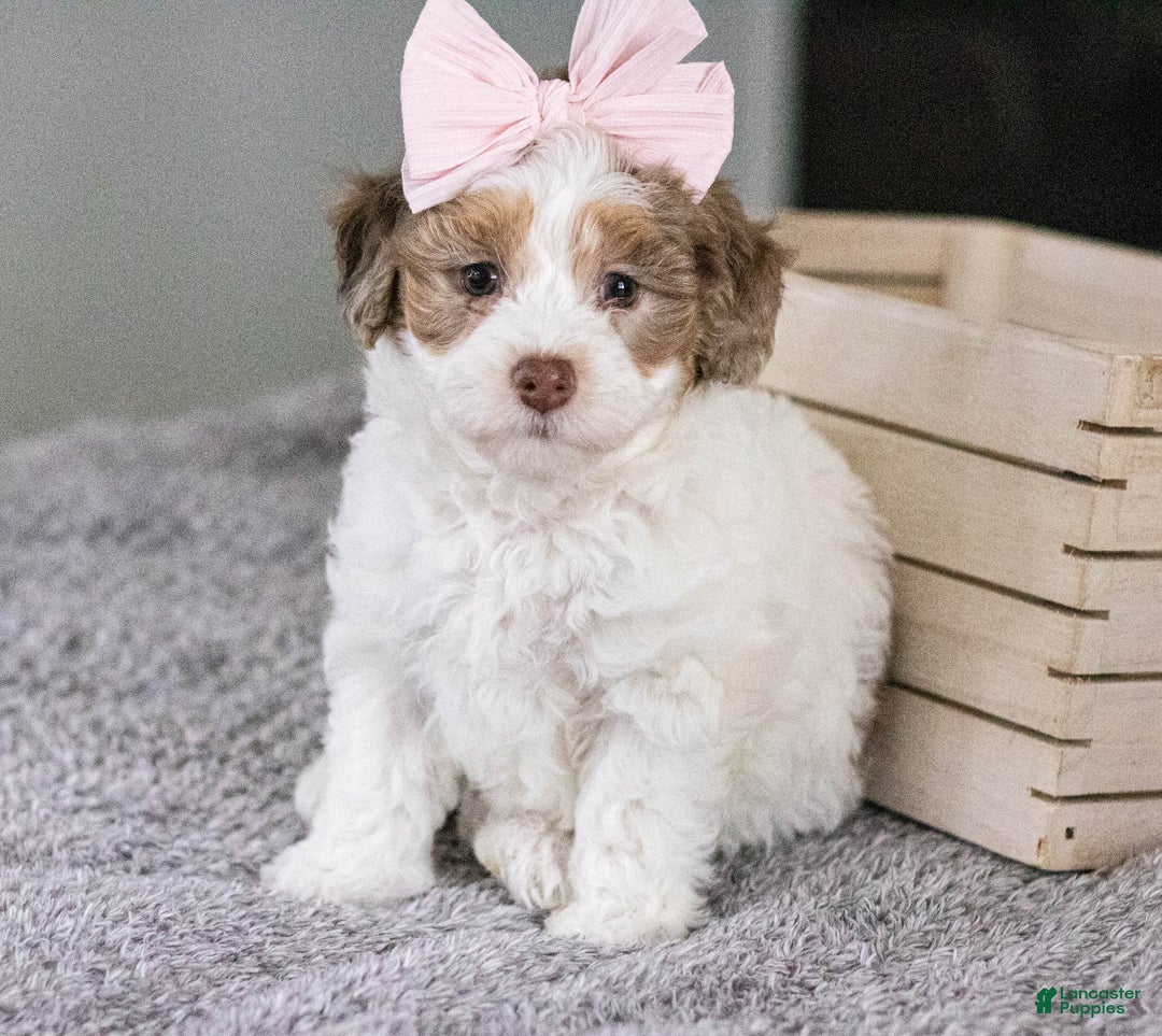Mini Aussiedoodle dogs for sale: Mabel-petite size - Ad 5