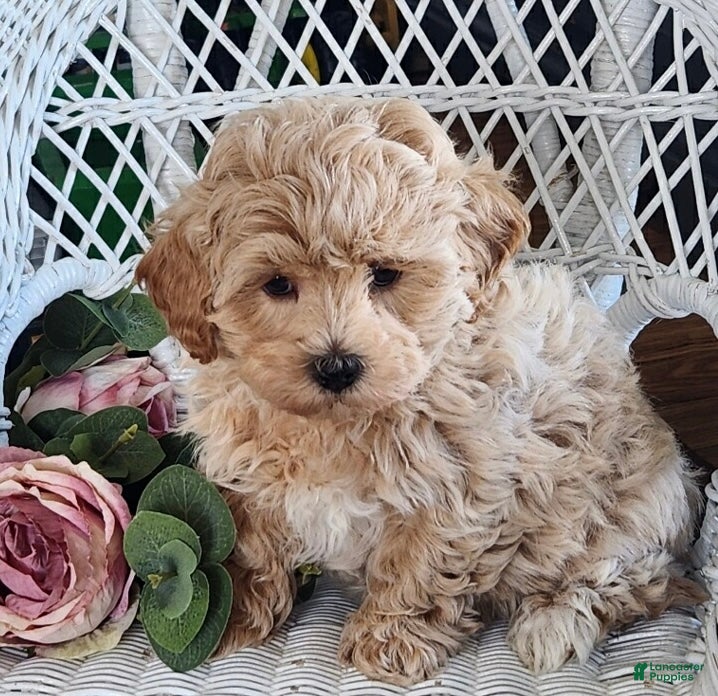 Maltipoo dogs Harvey - Ad 2