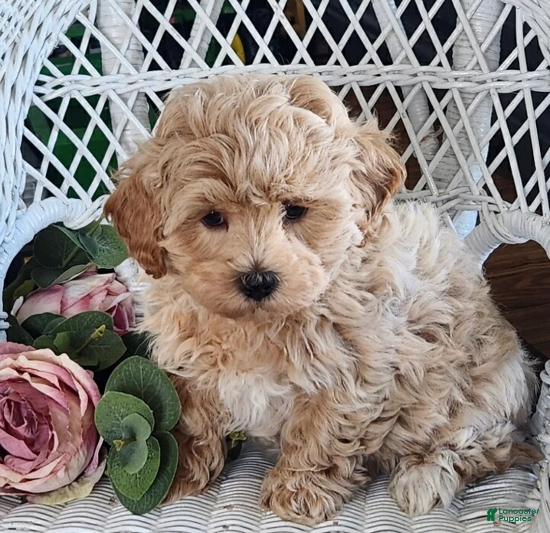 Maltipoo dogs for sale: Harvey - Ad 2