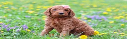 Goldendoodle dogs for sale: Loretta F1b - Ad 5