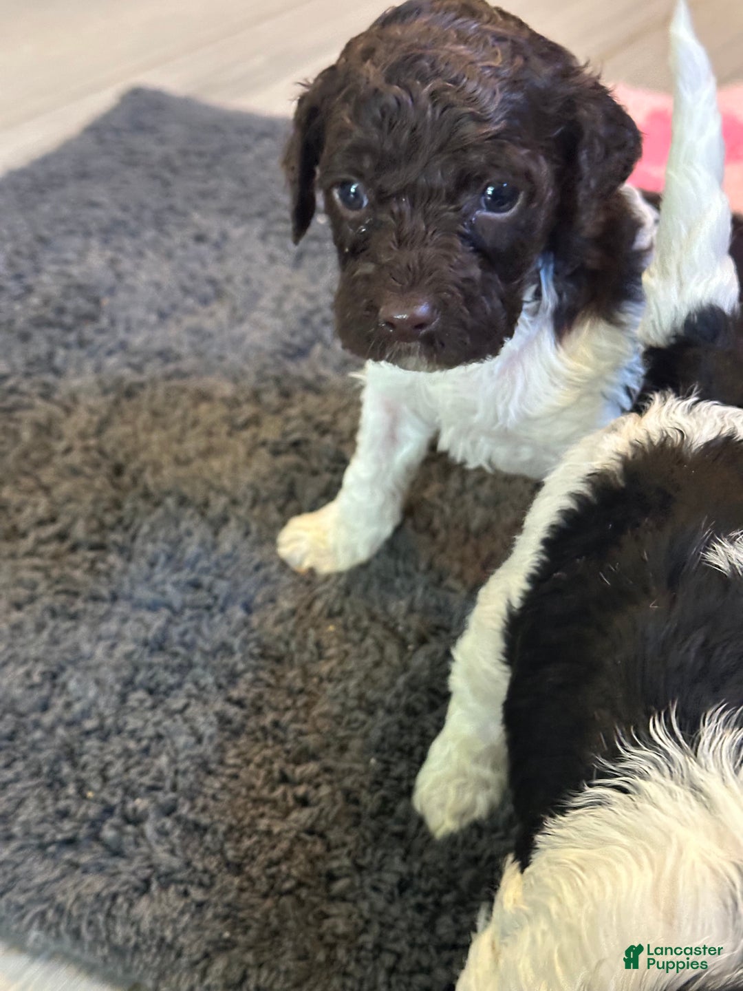 Mini Goldendoodle dogs for sale: Mini Goldendoodle Puppy 4 - Ad 2