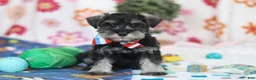 Miniature Schnauzer dogs for sale: Ian - Ad 1