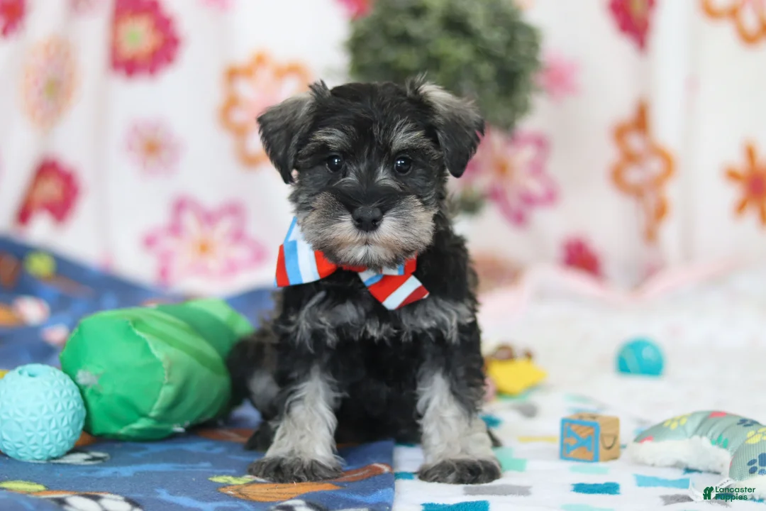 Miniature Schnauzer dogs for sale: Ian - Ad 1