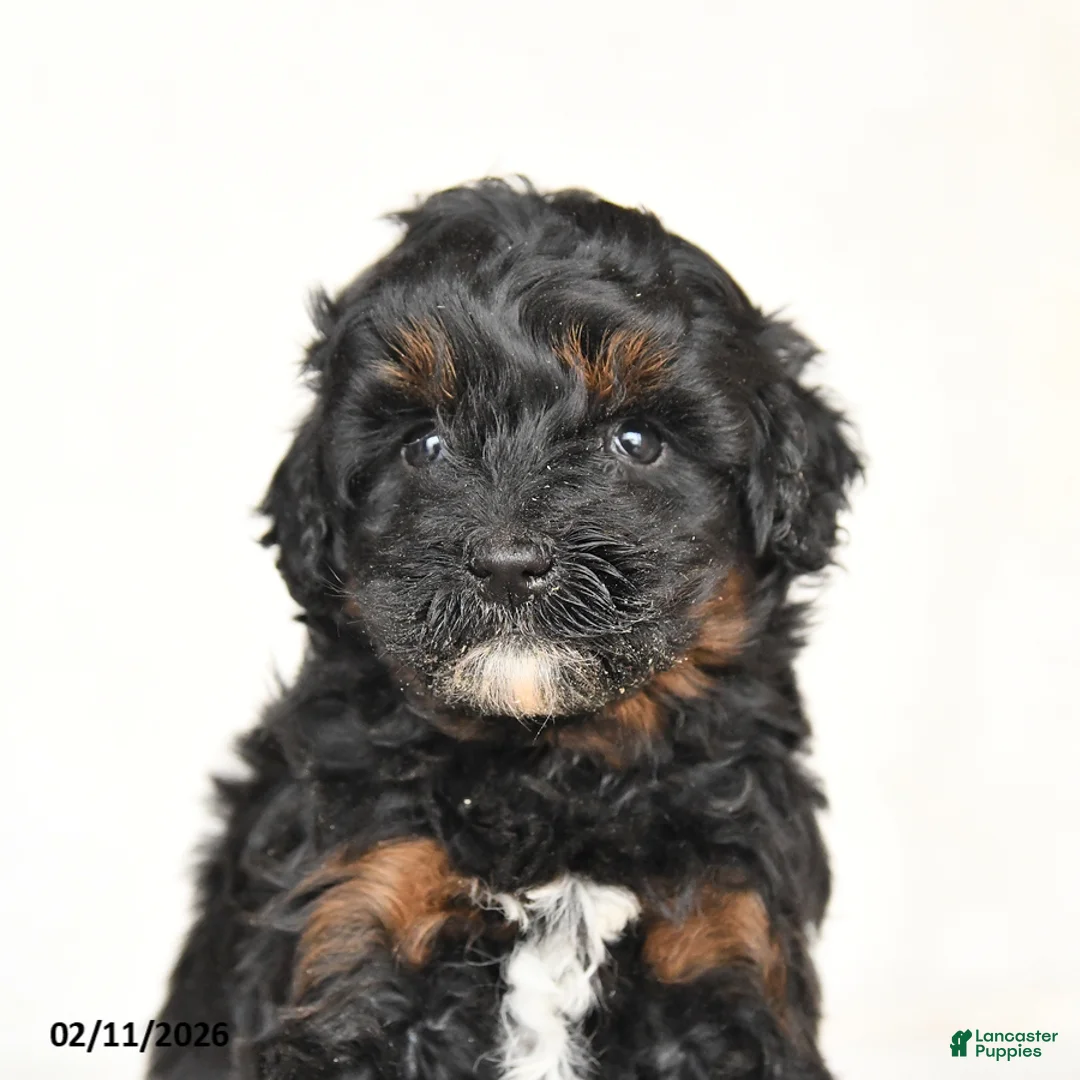 Mini Goldendoodle dogs for sale: Gloria - Ad 2