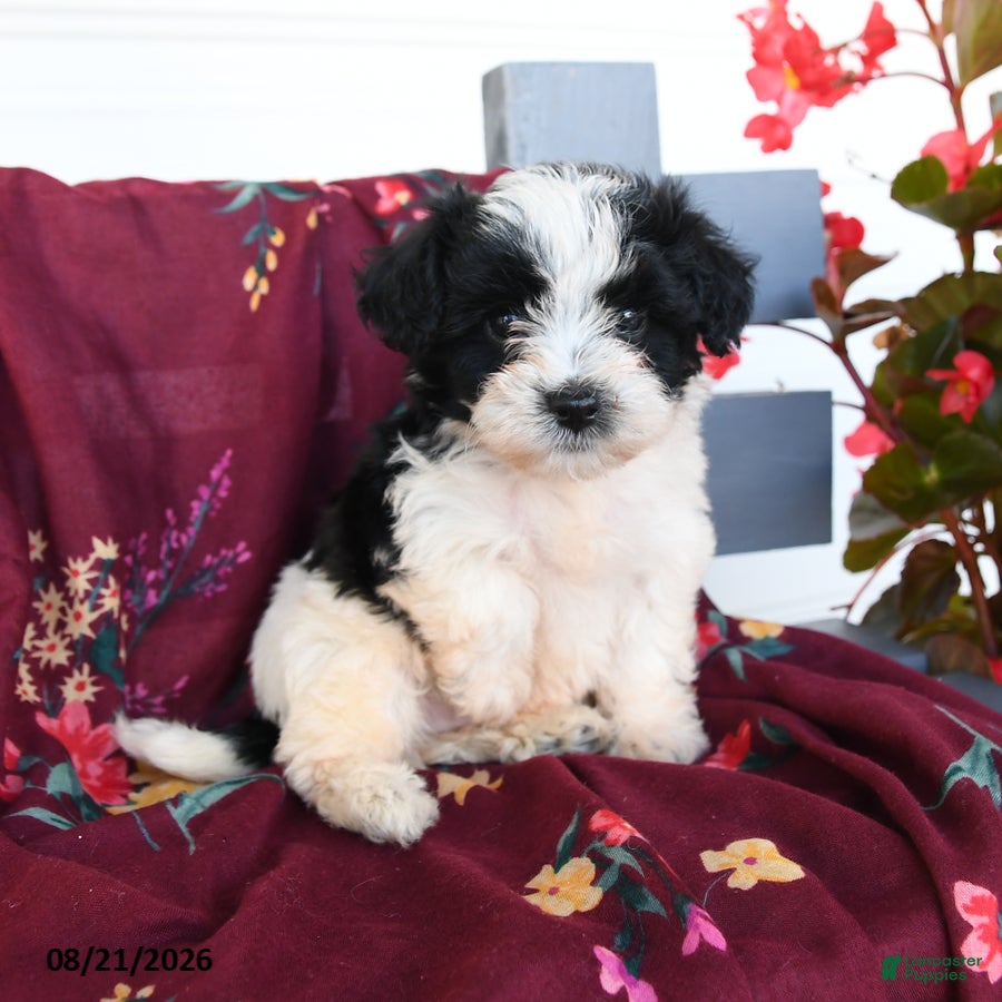 Havapoo dogs Oreo - Ad 1