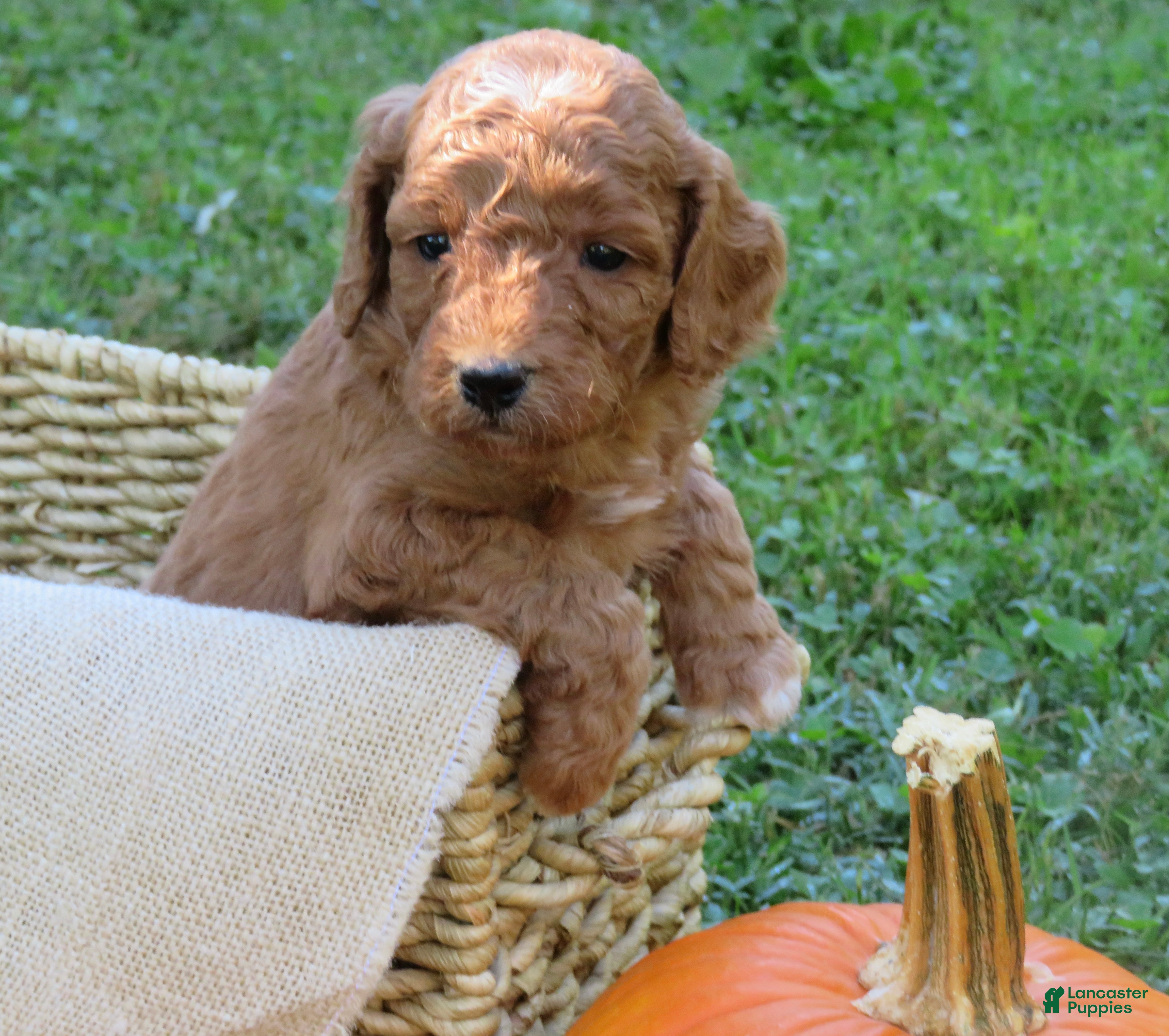 Mini Goldendoodle dogs Marshmallow  - Ad 2