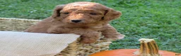 Mini Goldendoodle dogs for sale: Marshmallow  - Ad 2