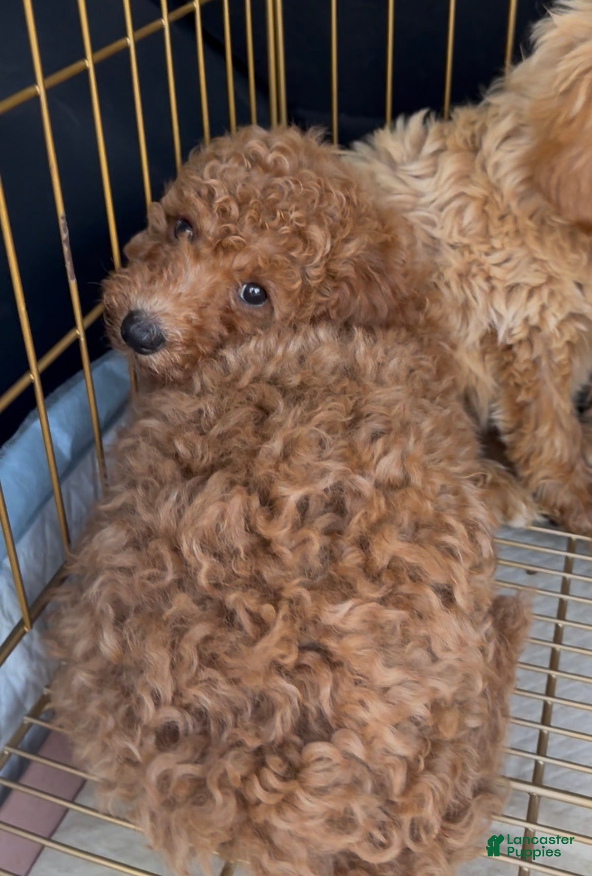 Mini Goldendoodle dogs Mini Goldendoodle 3 - Ad 34