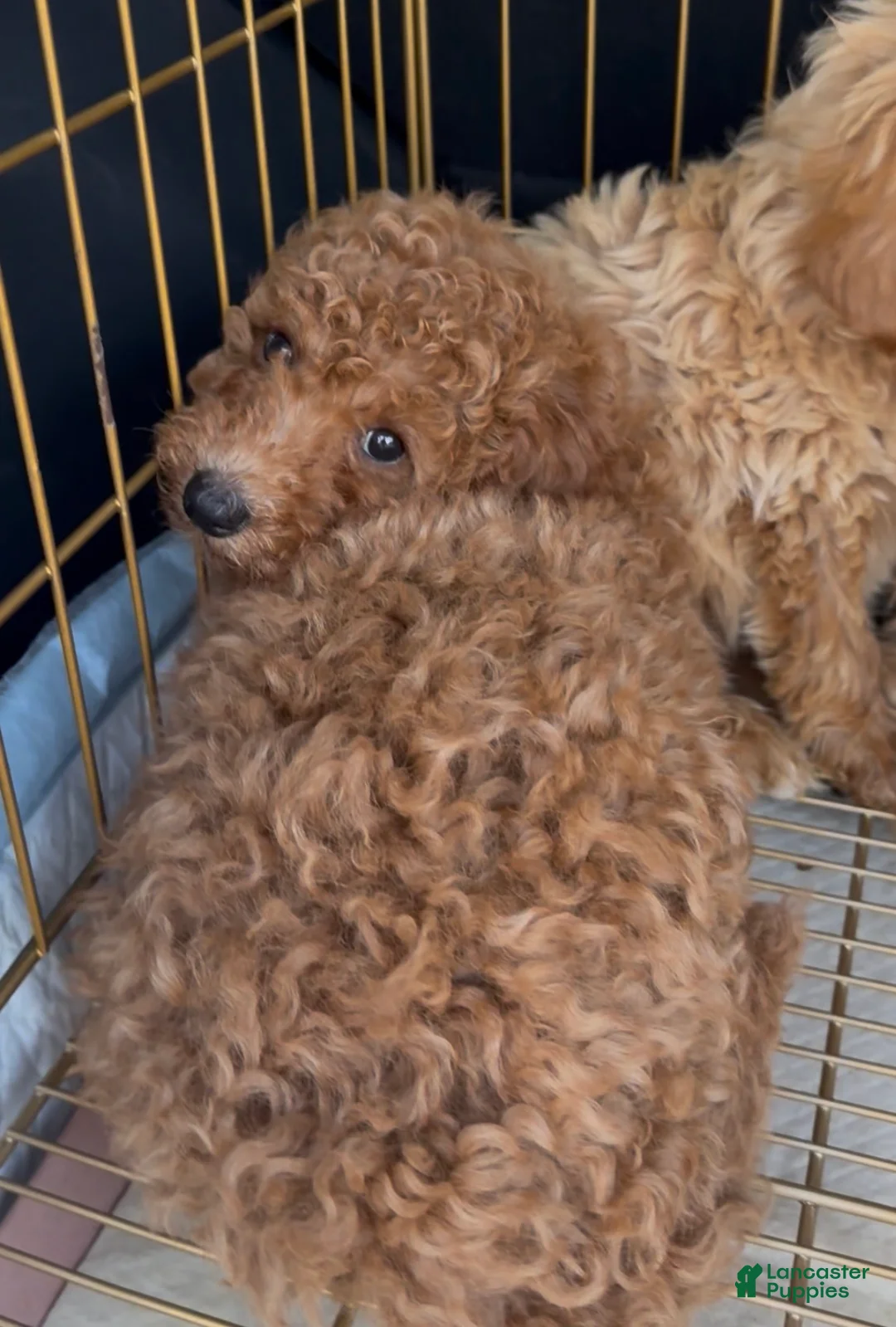Mini Goldendoodle dogs for sale: Mini Goldendoodle 3 - Ad 1