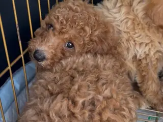 Mini Goldendoodle dogs Mini Goldendoodle 3 - Ad 34