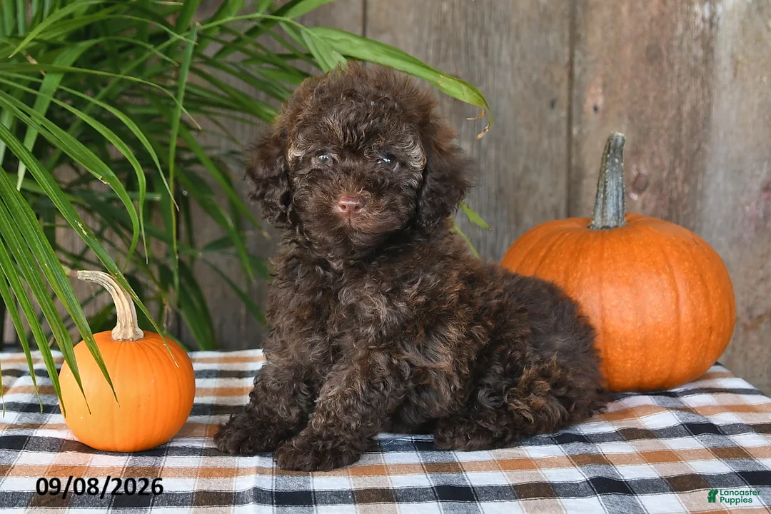 Havapoo dogs for sale: Ruby - Ad 1