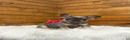 French Bulldog dogs for sale: Ellie - Ad 3