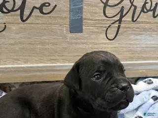 Cane Corso dogs Boy 4 - Ad 1