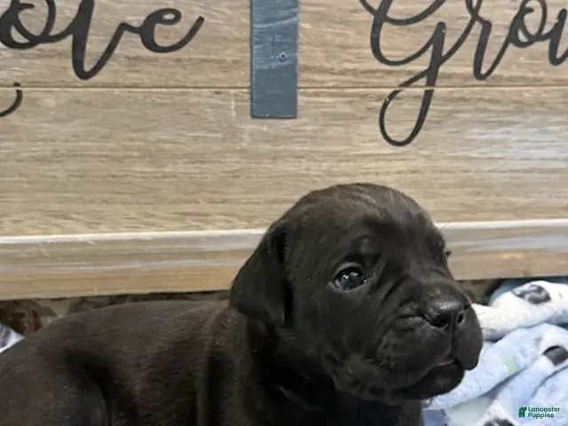 Cane Corso dogs for sale: Boy 4 - Ad 1