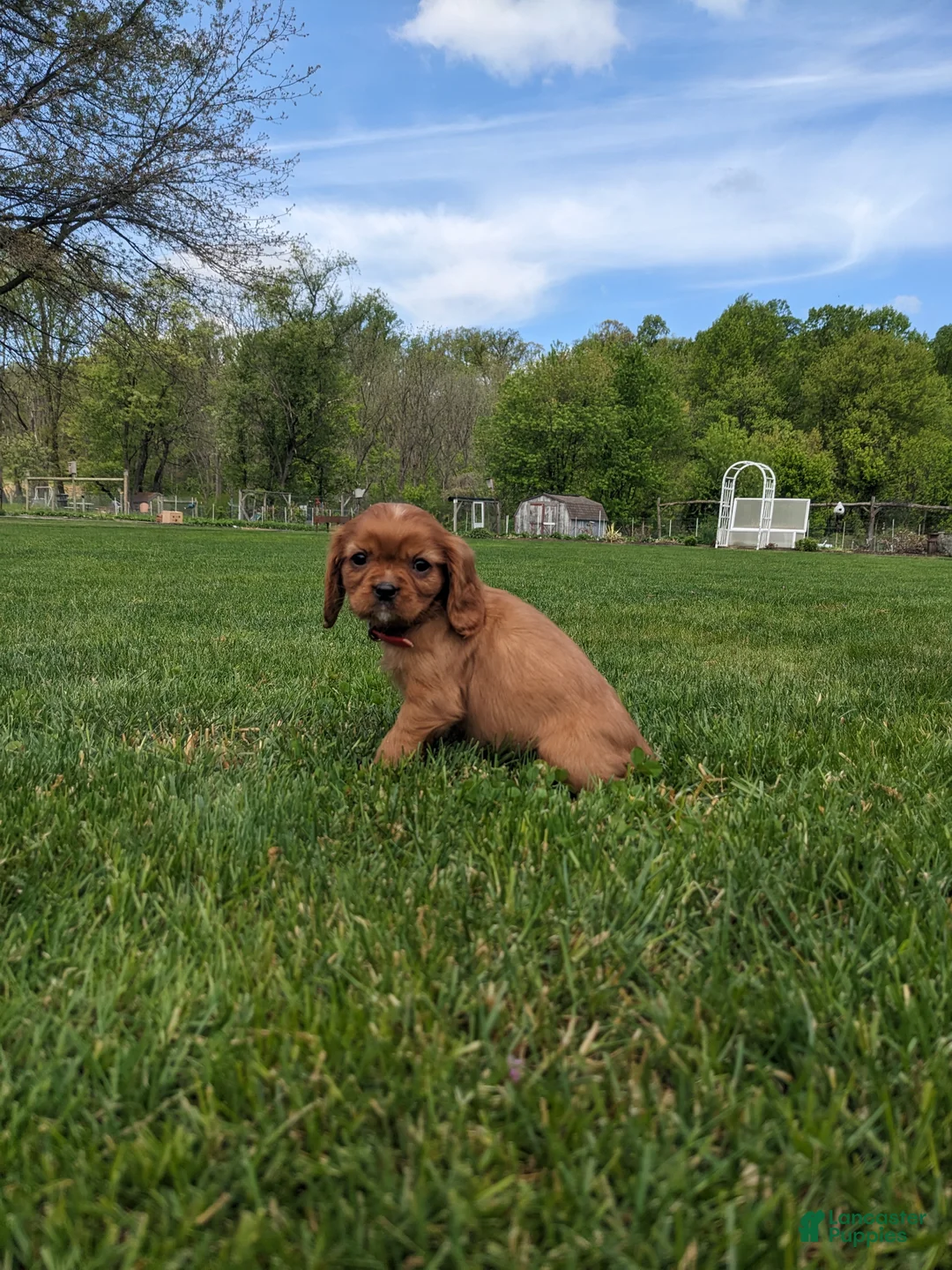 Cavalier King Charles Spaniel dogs for sale: Kallie  - Ad 2