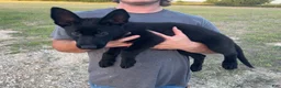 German Shepherd dogs for sale: Gina - Ad 3