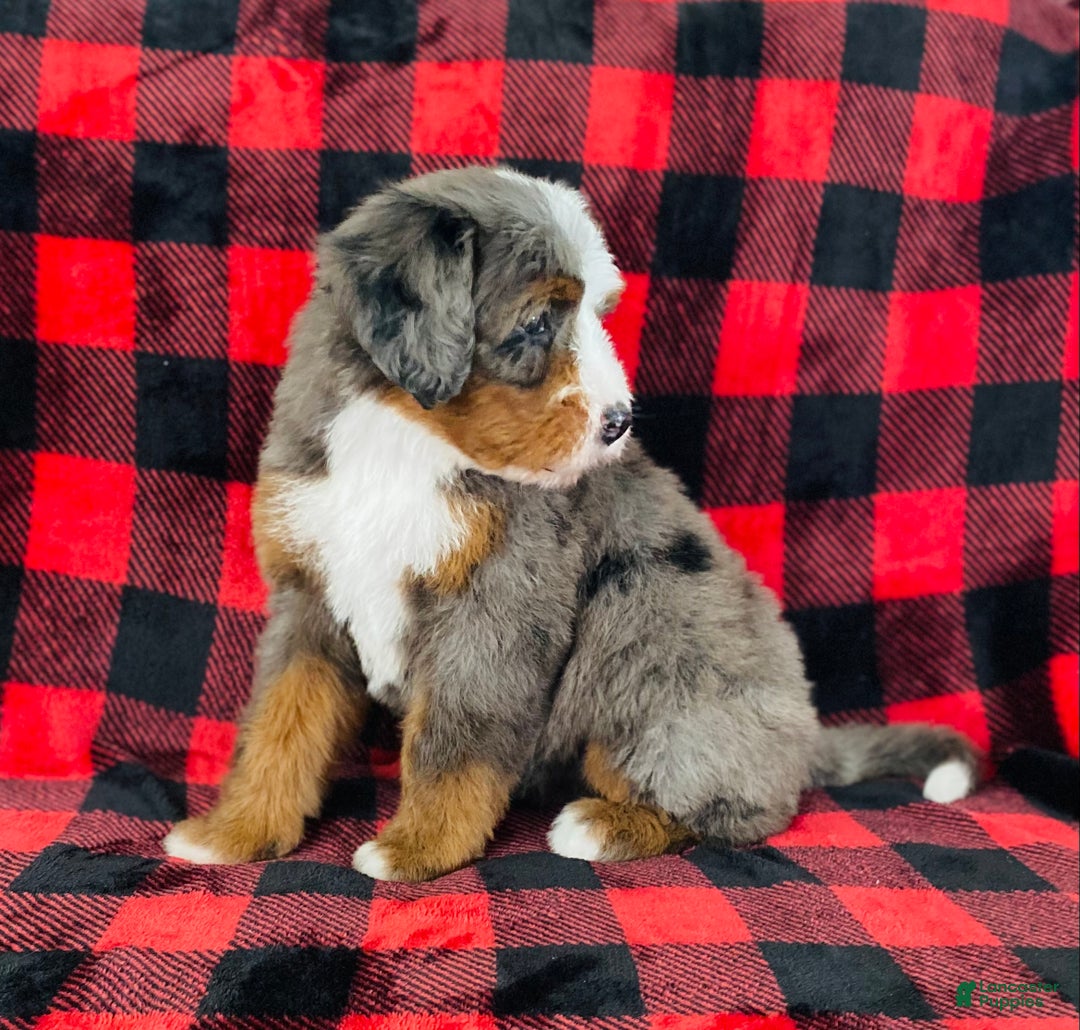 Bernedoodle dogs for sale: Penelope  - Ad 4