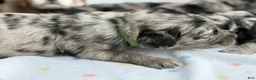 Mini Goldendoodle dogs for sale: Green boy, Goldendoodle 1 - Ad 6