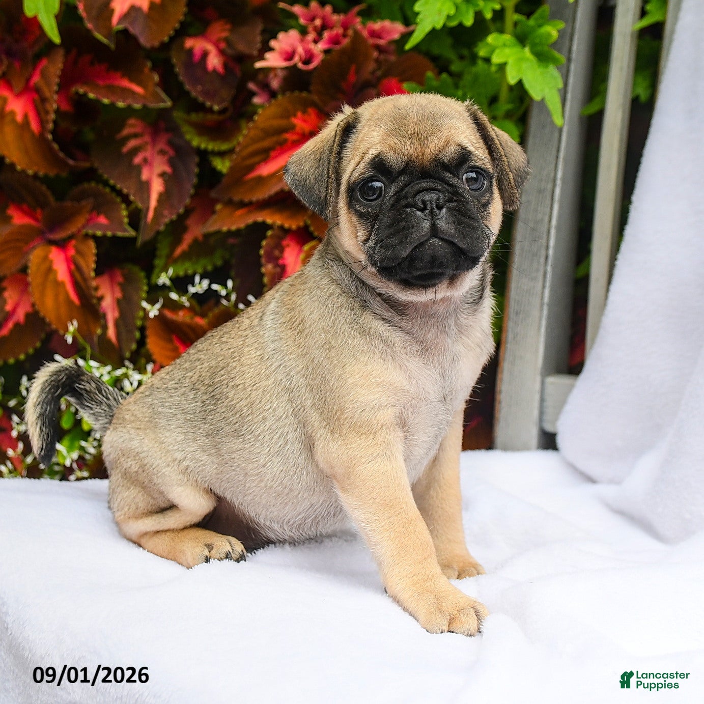 Pug dogs for sale: Riley - Ad 1