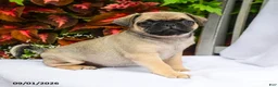 Pug dogs for sale: Riley - Ad 1