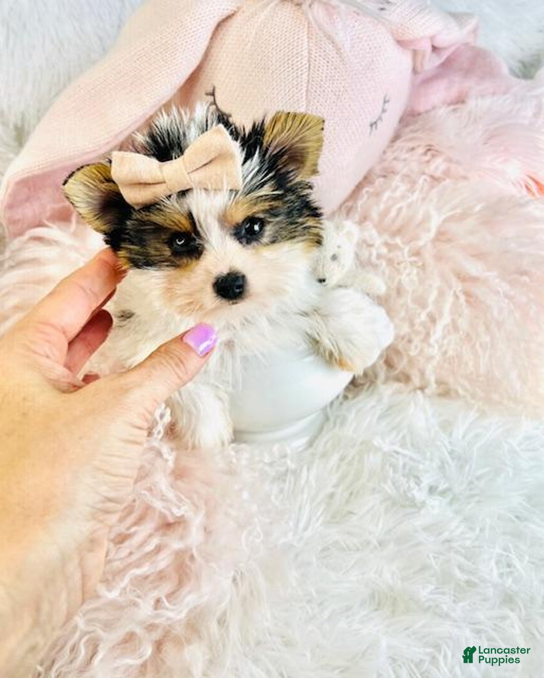 Biewer Terrier dogs for sale: Biewer Terrier Puppy 2 - Ad 2