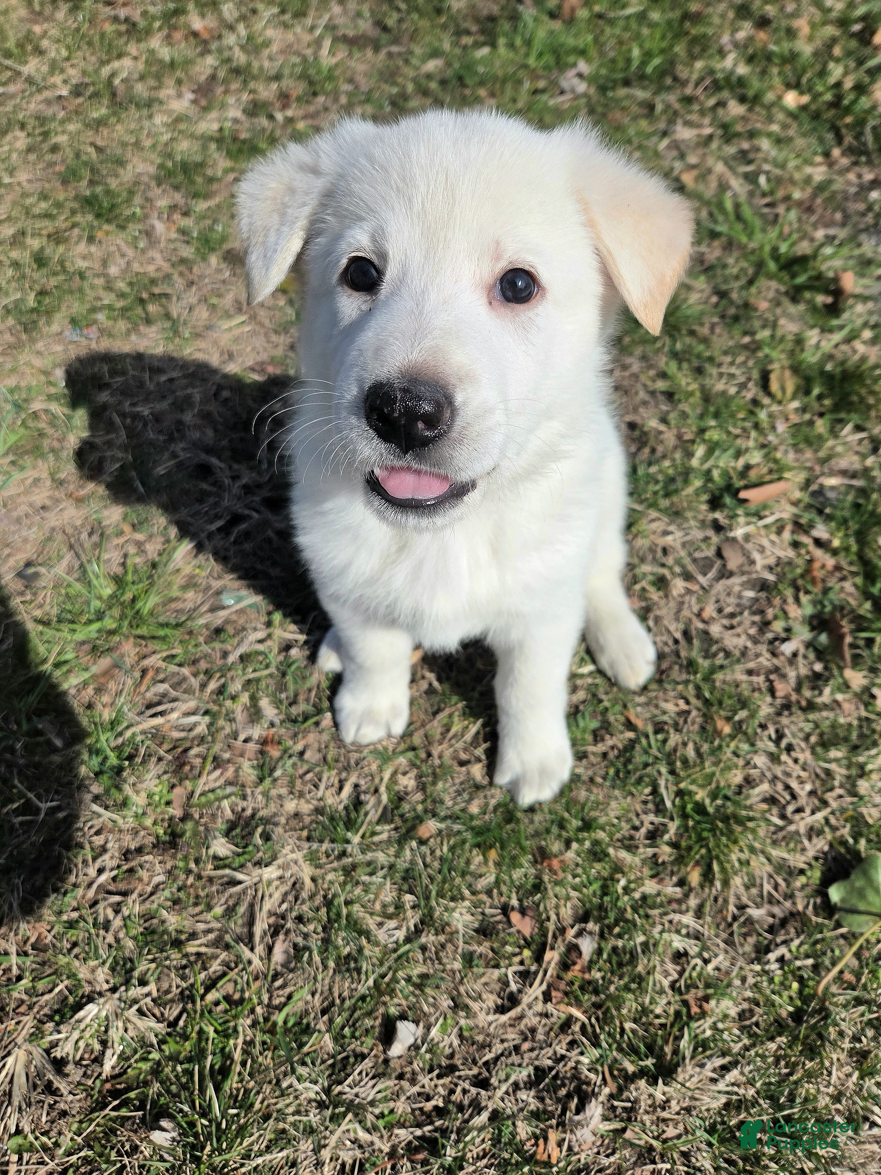 German Shepherd dogs Elsa - Ad 1