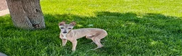 Italian Greyhound dogs for sale: Italian Greyhound Puppy 3 - Ad 10