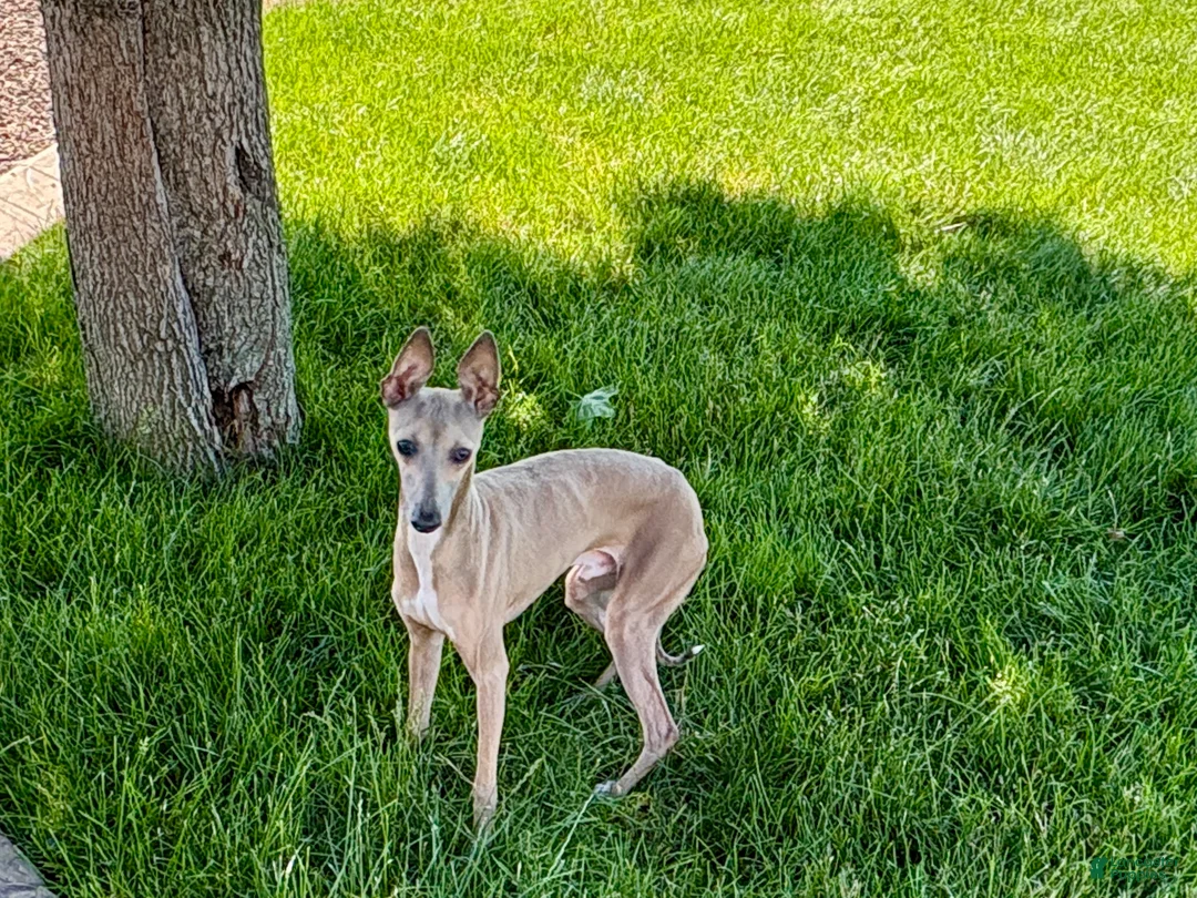 Italian Greyhound dogs for sale: Italian Greyhound Puppy 3 - Ad 10
